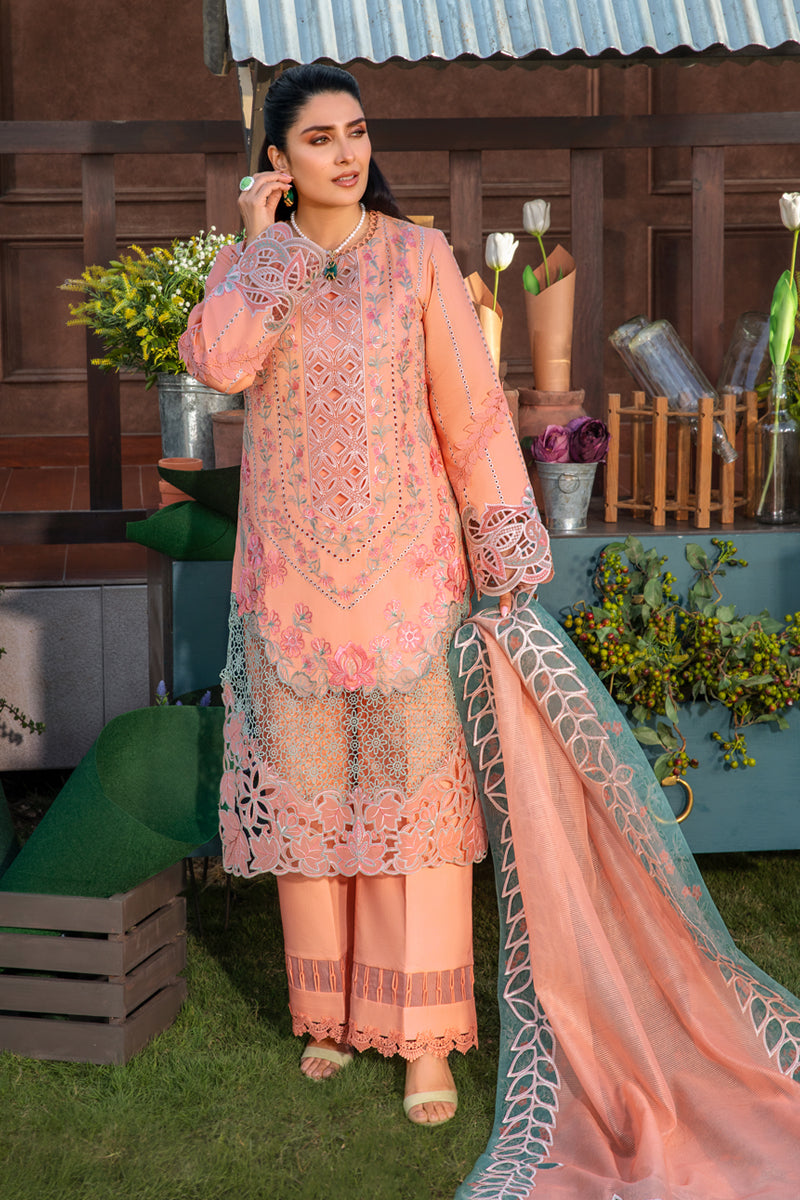 Rangrasiya | Premium Collection 24 | RANIA